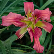 Legend Maker Daylily